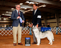Siberian Husky #5 Sun BOW Eveland Todd Judge Jim Owens