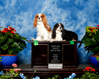 Cavalier King Charles Spaniel #R95 Sun New Leg Kay Lynn Steffen
