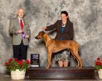 Rhodesian Ridgeback #17 Sun Maj WD Hudson Elaine and Mark Judge Roger Hartinger