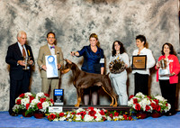 Doberman Pinscher #7 Fri G1 Mitchell Carolyn Austin Jody Huston Gould Colleen Judge David Haddock