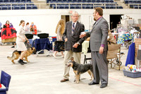 Australian Cattle Dog Sun Ring