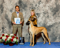 Great Dane #6 Fri NC Maj BOW Allen Cathy & Lorraine Rainwater Judge Mr David W Haddock
