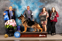 German Shepherd Dog #29 FRI G1 Judge John Wade