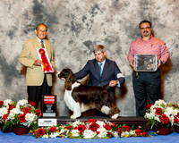 English Springer Spaniel #15 Fri G2 Keith Betsy and Christopher Agnet Christopher Keith Judge Dr Robert Indeglia