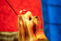 Best Puppy Senior Sweeps Thurs Ring