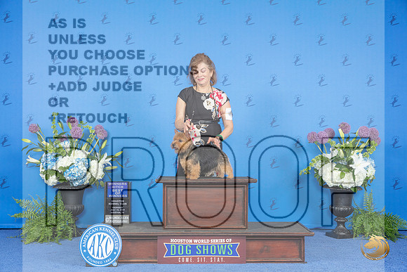Norwich Terrier #6 THUR WB BOW Judge Jamie Hubbard__JP_8099_Houston_2024_HR3