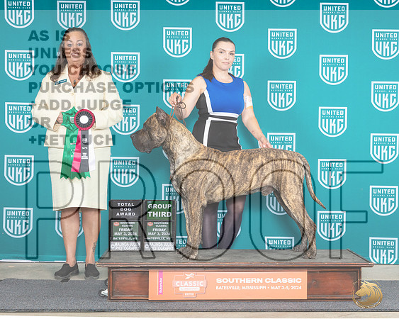 Presa Canario #710 Fri BOBG3TD Judge Valerie Piltz__JP_6294e_Batesville_2024_HR3