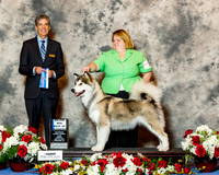 Alaskan Malamute #30 BOW Maj Schireman Amber & Emily Flores & A & M Reeves Judge Dr Carl L Pew