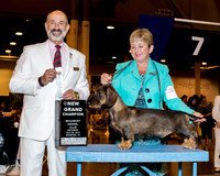 Dachshund Wirehaired #15 Sat SD NGC Ray Shirley Agent Cheri J Koppenhaver Judge Dr Kenneth H Levison