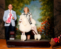 Poodle Standard #8 Sat G2 Talkington Sue and Elizabeth Brown Agent Elizabeth Brown Judge Brian Meyer