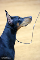 Doberman Pinscher Sun Ring 2 IABCA FW Sep 2013