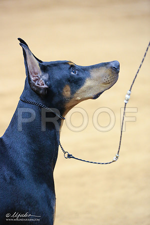 dobe-5239-IABCAFWSPT13-HR