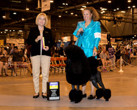 Poodle Standard #27 Sat BOB Blair Phyllis and C Robert Urquhart and J and A Lindsey Judge Helen Winski Stein
