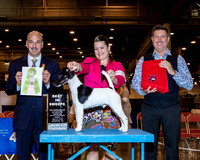 Smooth Fox Terrier #19 Best in Sweeps Chua Jed & Aaron Go & Madeline Peterson Judge Scott Sommer