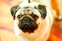 Pugs Sat