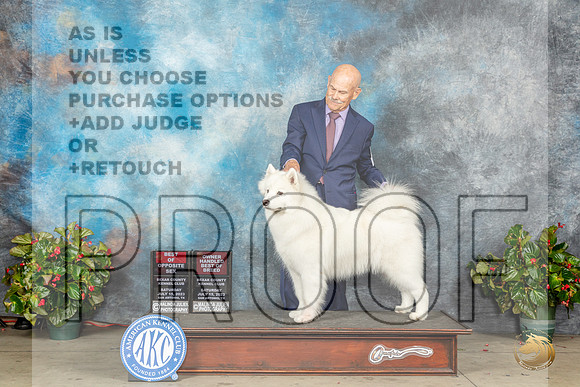 Samoyed #12 Sat BOSOHBOB Judge Helene NietschMJP_8734_SA2023_HR3