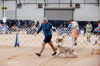 Soft Coated Wheaten Terrier Sat Ring