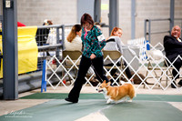 Pembroke Welsh Corgi Sat S1 Ring