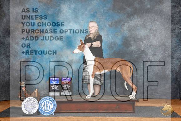 Ibizan Hound #5 BOWBOB Judge Karen Hynek__JP_7114_MARSHALL_2024_HR3