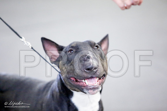 _JJ_2776-BullTerrierAzilApr2016-HR3