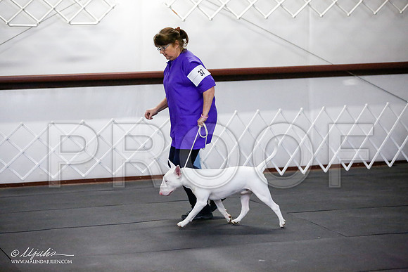 _JJ_3196-BullTerrierAzilApr2016-HR3