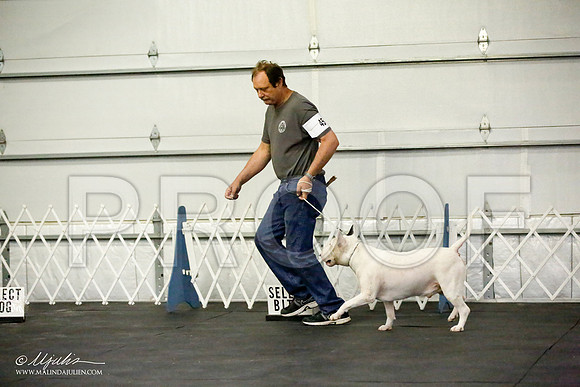 _JJ_4146-BullTerrierAzilApr2016-HR3