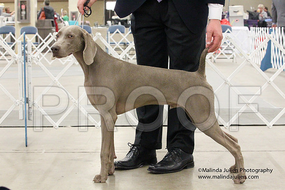 Weim-1436