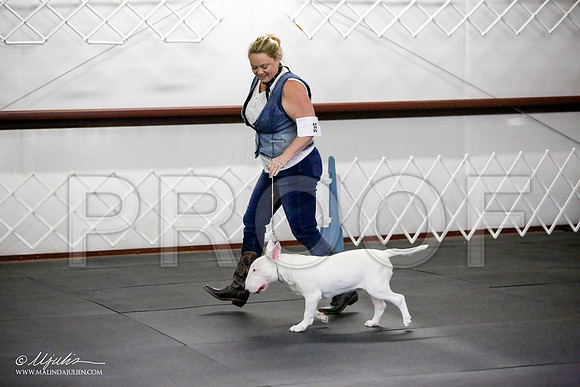 _JJ_2309-BullTerrierAzilApr2016-HR3