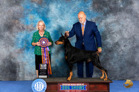 Doberman #7 WED BOB Judge Alisa Brotherhood