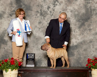 Chinese Shar Pei #15 Sat Maj BOW Gonzalez Alejandro M and Elizabeth Ann Brown Judge Grace Fritz