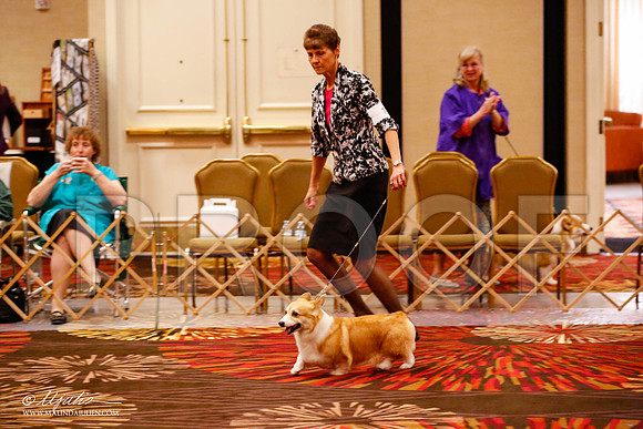 _JJ_9218-HstnCorgiFeb2015-HR3