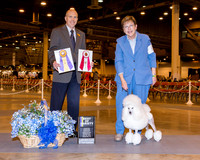 Poodle Miniature #6 Wed BOV Neal Joann Judge Larry Abbott