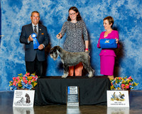 Standard Schnauzer #30 Sat 1st Am Owner Keltos Lauren and Klare McNeil Judge Dana Cline