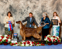 Irish Setter #25 Sun RBIS Foote Bruce and Mary Sandra Nordstrom Judge Helene Nietsch