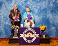 Shih Tzu #5 Sat BOB Maj Krueger Paula Judge Dr Roger S Pritchard