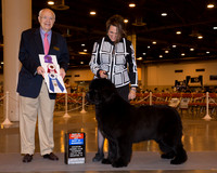 Newfoundland #12 Thrs BOS BOW Maj Laura Rader Judge Mr Ronald H Menaker