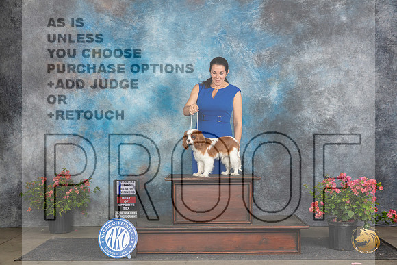 Cavalier King Charles Spaniel #9 Fri WDBOWBOS Judge Polly (Mrs Robert) D Smith__JP_4342_San Antonio_2024_HR3