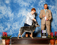 Australian Cattle Dog #5 Fri NC WD Bailey Robert Agent Sharon Boyd Judge Bart Miller