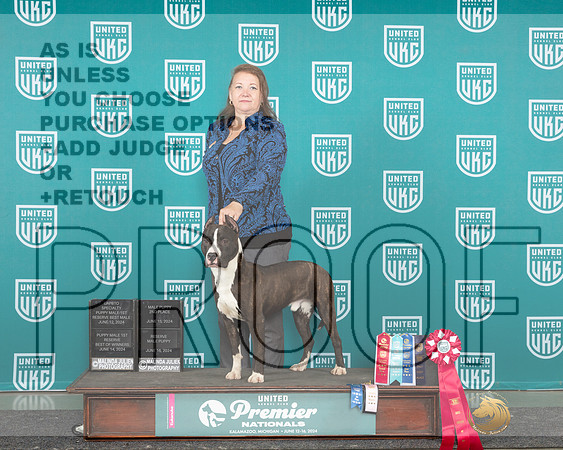 American Pit Bull Terrier #1081_JP_2896e_Premier_2024-HR3