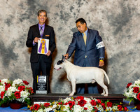 Bull Terrier Colored #25 Fri BOB NC Cox Annale Agent Nicol Jellison Judge Dr Carl L Pew