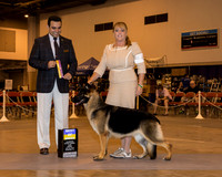 German Shepherd Dog #6 Sun BOB Roberts Kathryn Judge Mr Joao Machado