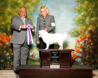 American Eskimo Sun BOB Stacie Doyle