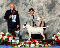 Bull Terrier Colored #27 Sat BOW Maj Lara Humberto Romero Judge Mr Robert J Shreve