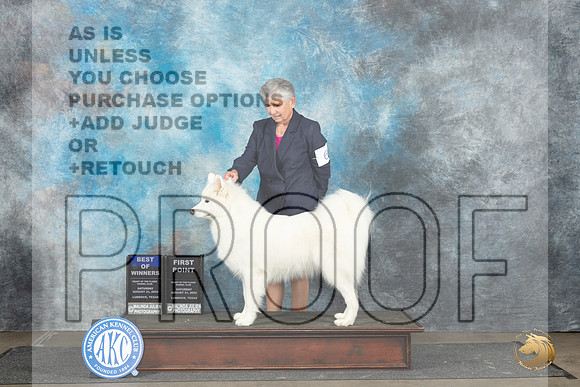 Samoyed #6 Sat BOW Judge Debra Thornton__JP_3652_Lubbock_2024_HR3