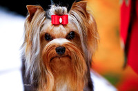 Bred By Exhibitor Dog Thurs Ring