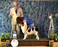 Australian Shepherd #16 Sat G3 Phillips-Ellis Kathrin & Linda Phillips Judge J Purkhiser Amarillo Sep 2013