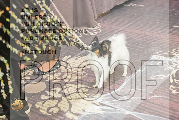 *Candids Papillon FriJJL_3628_HstnTOY_2022_HR3