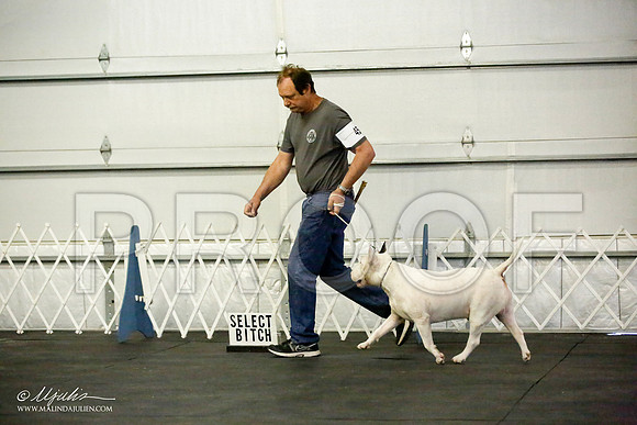 _JJ_4145-BullTerrierAzilApr2016-HR3