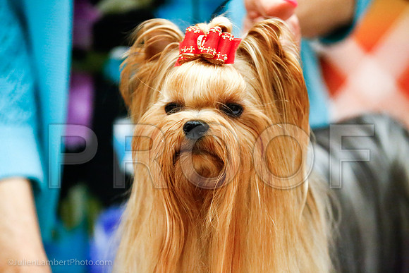 _JJ_8963-YorkieNatJul2016-HR3
