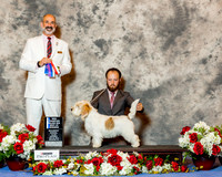 Petits Bassets Griffons Vendeen #22 Sat BOW Maj NC Zigich Jan Ross Litman Judge Dr Kenneth H Levison